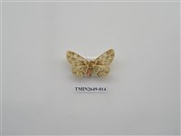 藏品(尺蛾178)的圖片